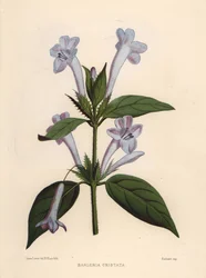 Filipijnse viooltje, blauwe klokjesbarleria of gekuifde Filipijnse viooltje, Barleria cristata